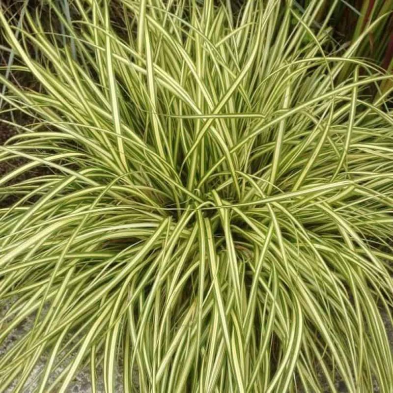 Carex oshimensis Evergold - карекс  (3057)